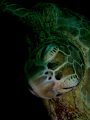   Turtle Portrait  